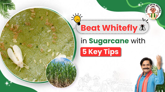 Whitefly pest in Sugarcane Crop