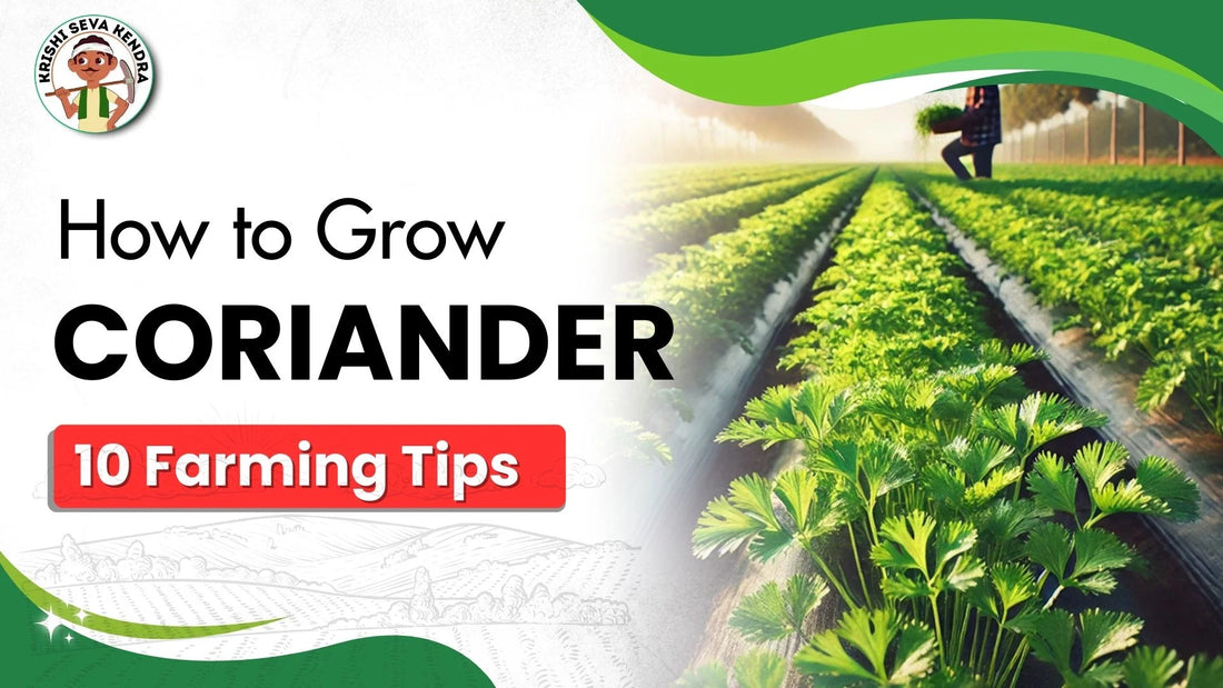 How to Grow Dhaniya Coriander From Seeds - Complete Guide