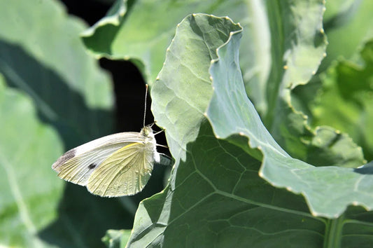 Cabbage Butterfly pest