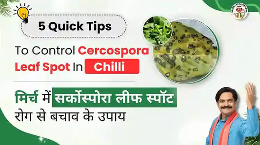 Measures to Control Cercospora Leaf Spot in Chilli