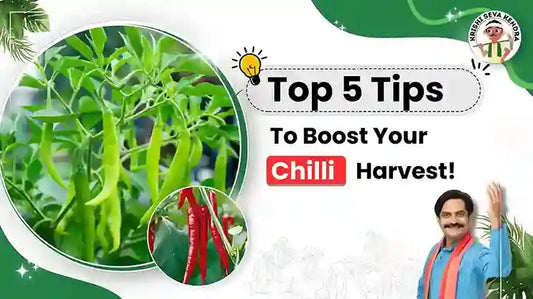 Boost Chilli Farming | 10 Key Tips for Red & Green Chilli