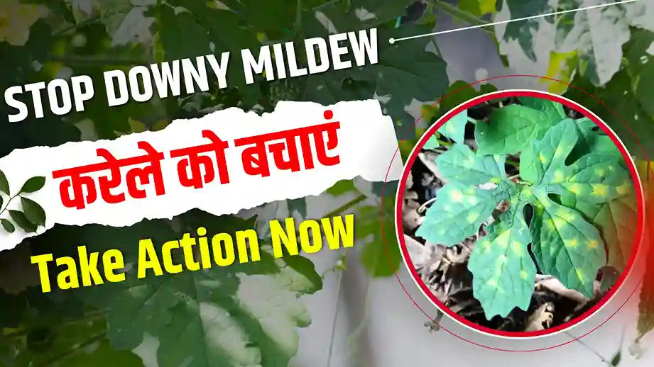 Downy Mildew in Bitter Gourd