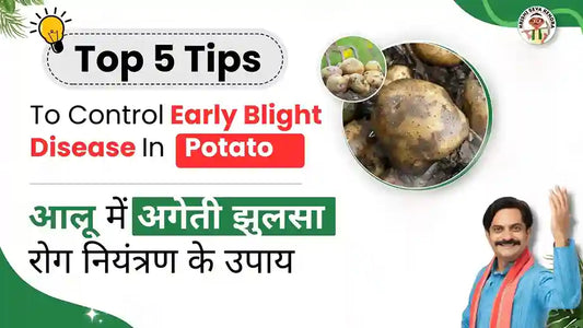 Understanding and Managing Early Blight of Potato