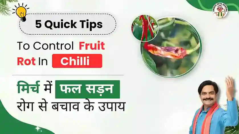 Control measures of Fruit Rot in Chilli crop