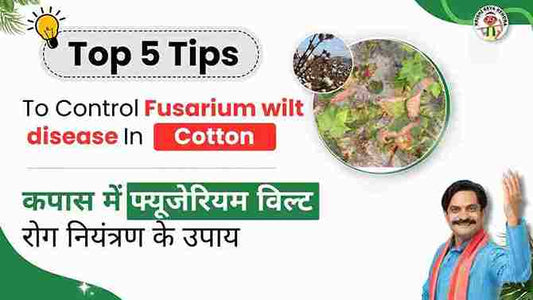 Fusarium wilt Disease in Cotton