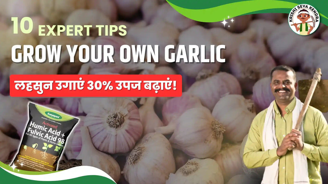 The Top 10 Growing Steps of Garlic: From Seed to Harvest