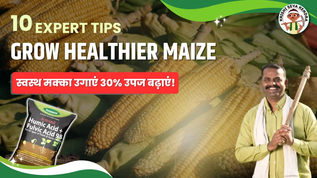 Simple Ways to Increase Maize Yield: Tips for Every Farmer