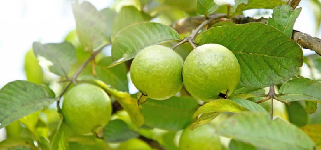  Anthracnose Disease in Guava Plant