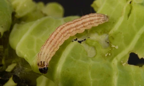 Cabbage Borer Pest