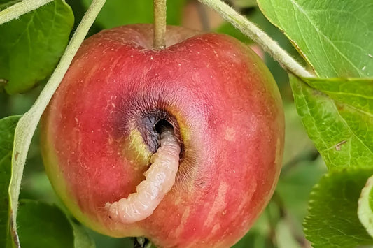 stem Borer pest in apple crop