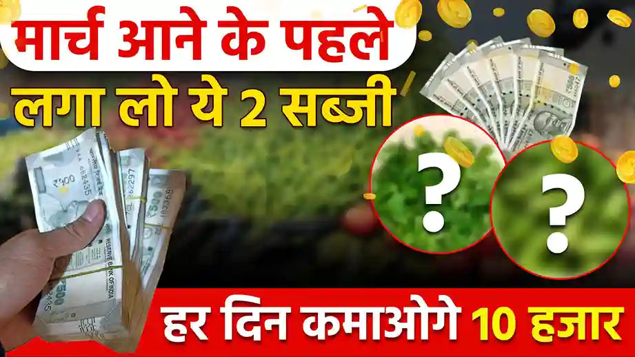 How to Earn Huge Profits from Vacant Land in Summer? Learn About These Two Crops