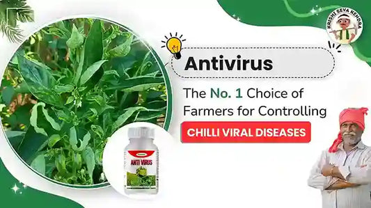 Katyayani Antivirus: The No. 1 Choice of Farmers for Controlling Chilli Viral Diseases