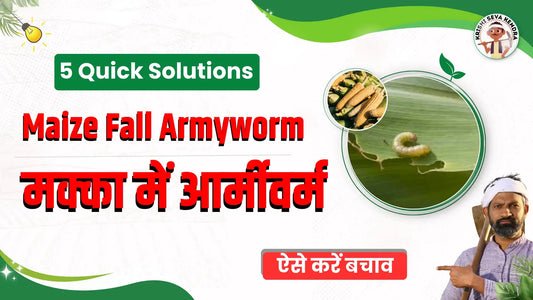 Fall Armyworm in Maize: Effective Treatment & Prevention Tips