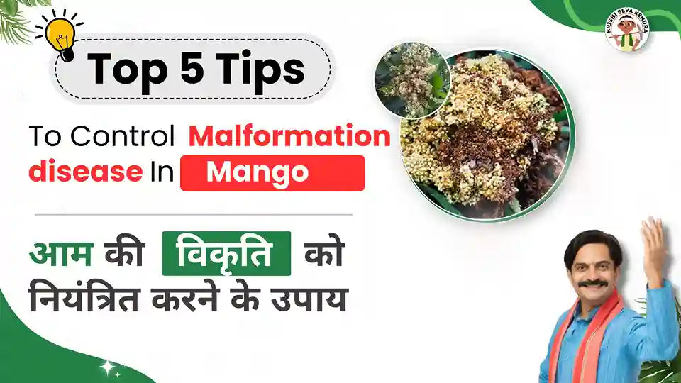 Measures to Control Mango Malformation