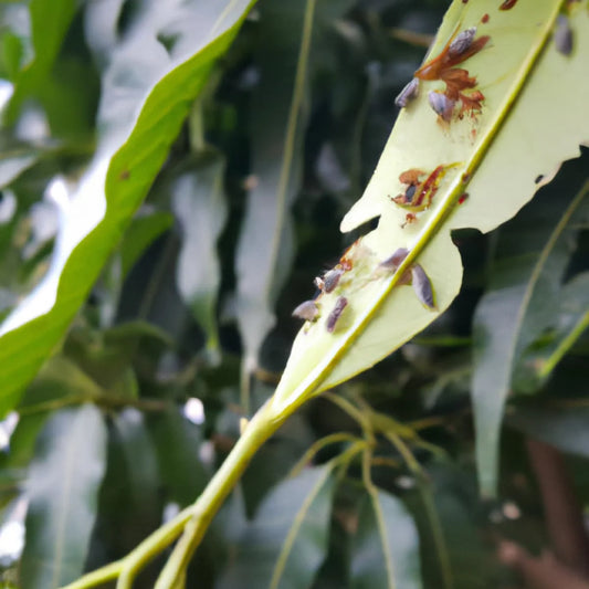 Measures to control Mango hoppers in Mango