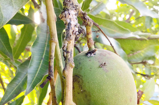 Control Measures of Mango Mealy Bug in Mango