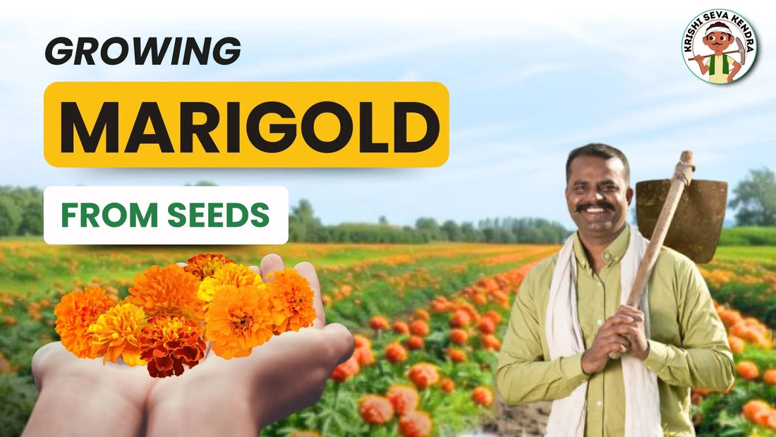 Marigold Farming: Tips for Successful Cultivation