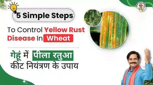 Yellow Rust / Stripe rust in Wheat