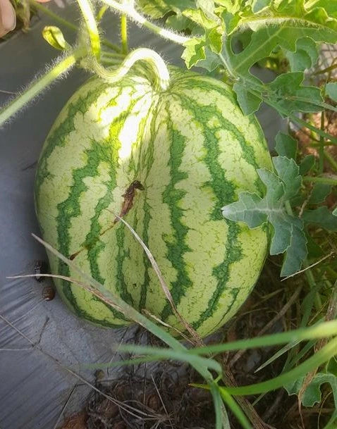 Best ways to control fruit fly in Watermelon