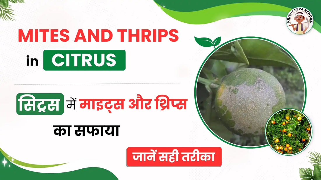 Citrus Farming - Mites & Thrips Control