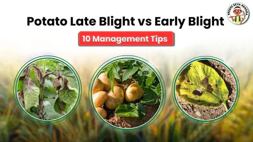 Early and Late Blight of Potato: Symptoms, and Management