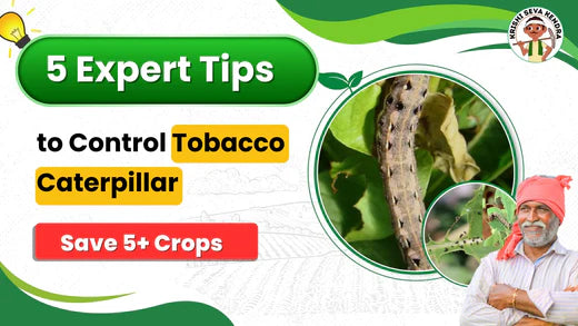 Tobacco Caterpillar Management - A Complete Guide for Farmers