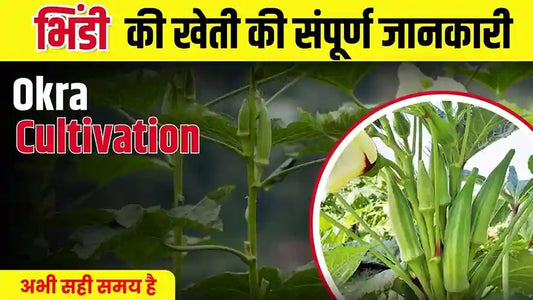 Boost Okra Yield & Profits: Best Seeds, Fertilizers & Care Tips