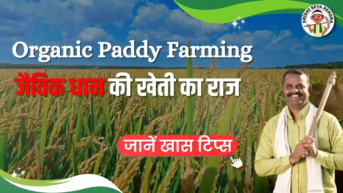 Organic Paddy Farming: Top 5 Benefits for Farmers