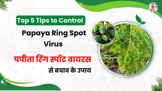 Top Tips to Manage Papaya Ringspot Virus and Protect Your Crop