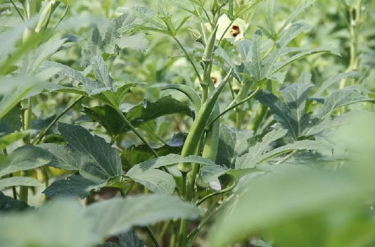 Fusarium Wilt Disease in Okra