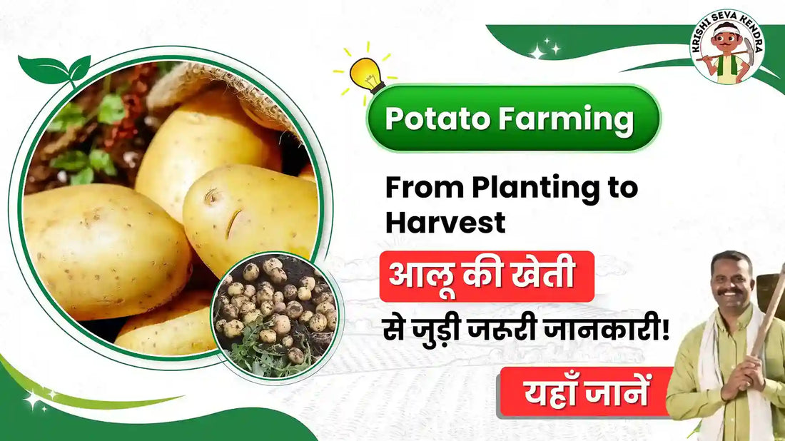 Potato Farming: A Complete Step-by-Step Guide