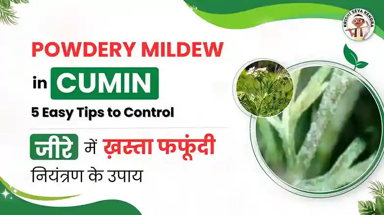 Handle Powdery Mildew of Cumin | 5 Expert Tips for Better Yields