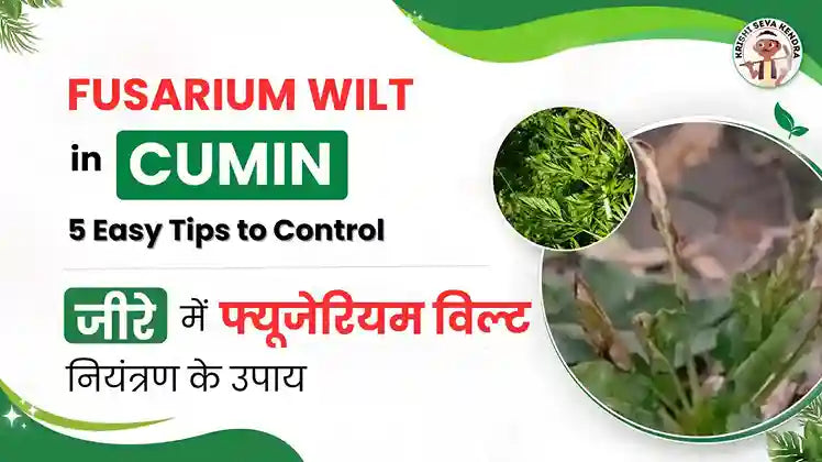 5 Top Strategies to Protect Cumin Crop from Fusarium Wilt Disease