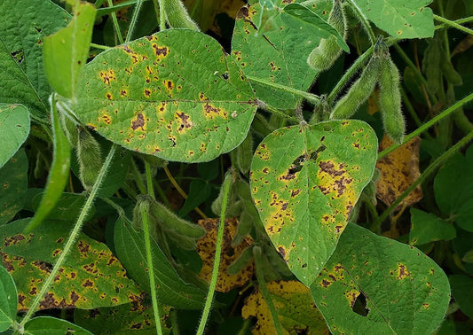 Bacterial Blight disease in Soybean crop