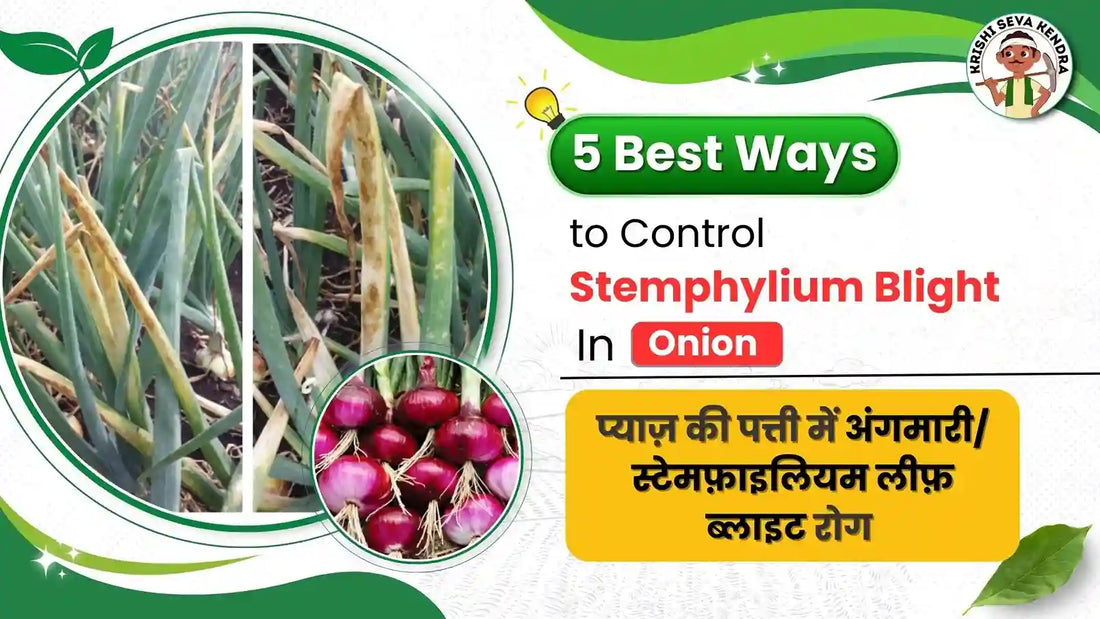 Stemphylium Blight of Onion: Symptoms, Economic Impact, and Proven Solutions