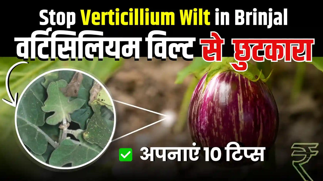 Verticillium Wilt in Brinjal