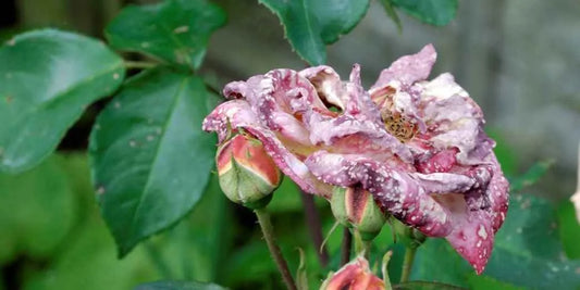 Aphids in rose