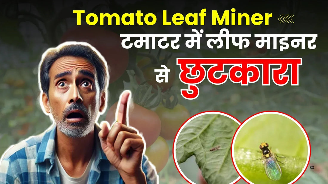 How to Prevent Leaf Miner in Tomatoes: Control Measures