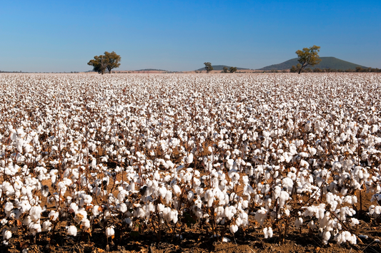 Cotton: Planting And Package Of Practices