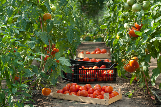 Combating Tuta absoluta, An Invasive Pest On Tomato Crop