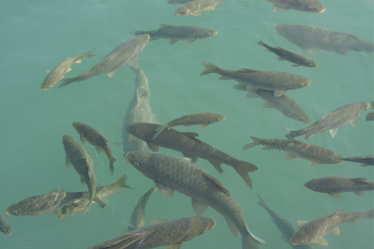 Boosting Fish Farming Livelihoods: The Power of Sustainable Fish Meal