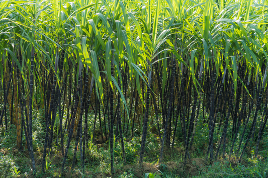 Battle Against Sugarcane Mealybug: Comprehensive Management Strategies For Farmers