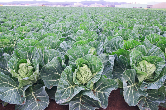 The Top 15 Steps to Increase Cabbage Production