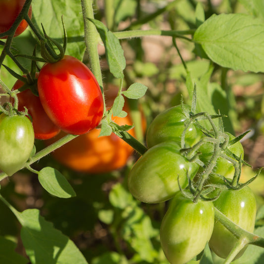 Control Nutrient deficiency in Tomato Plants | Solution and Treatment