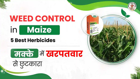 Ultimate Guide to Weed Control in Maize Farming: Best Herbicides and Practices