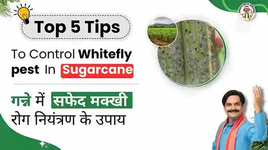 Whitefly pest in Sugarcane Crop