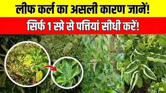 लीफ कर्ल (पत्ता मरोड़) और थ्रिप्स का असली कारण! 100% पत्तियां सीधी करने का तरीका