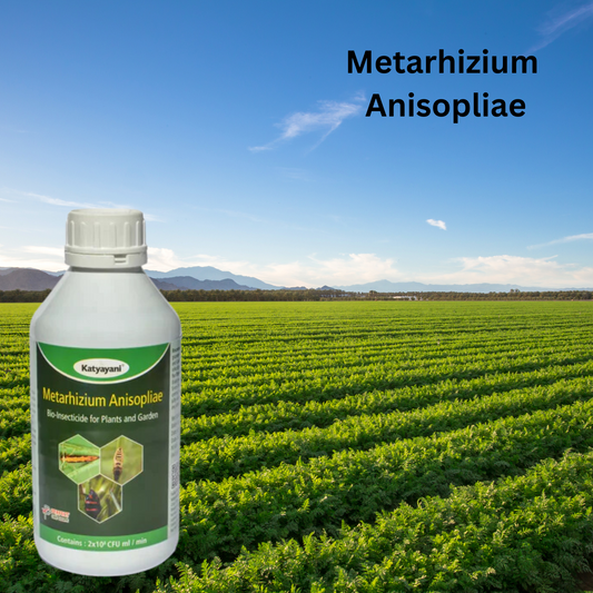 सबसे अच्छा जैविक कीटनाशी मेटारिज़ियम अनिसोप्लिया | Best Organic Insecticide Metarhizium Anisopliae