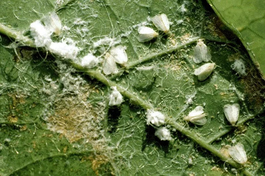 White Fly Pest in Sunflower Crop