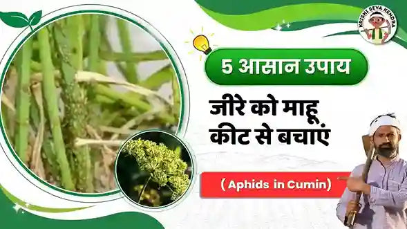 जीरे की फसल में माहू (Aphid) के हमले से बचाव: उपाय और निवारण